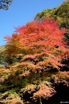 市原グラデーション