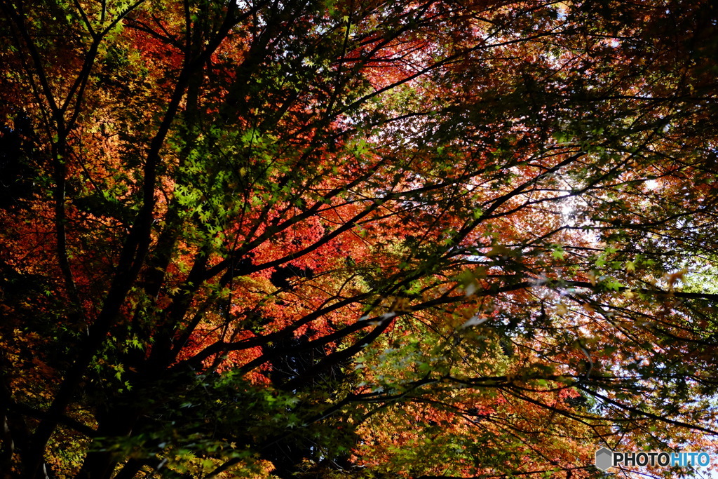紅葉信号