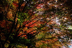 紅葉信号