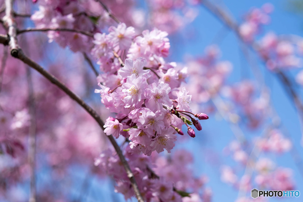 枝垂桜