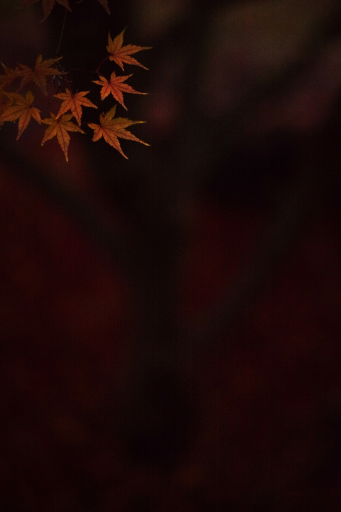 原点にして頂点 Ⅺ