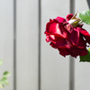 Hektor Rose