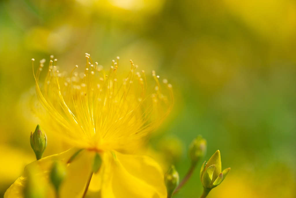 Chinese Hypericum Light