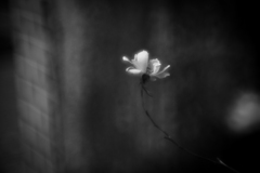 a Rose
