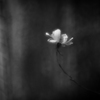 a Rose