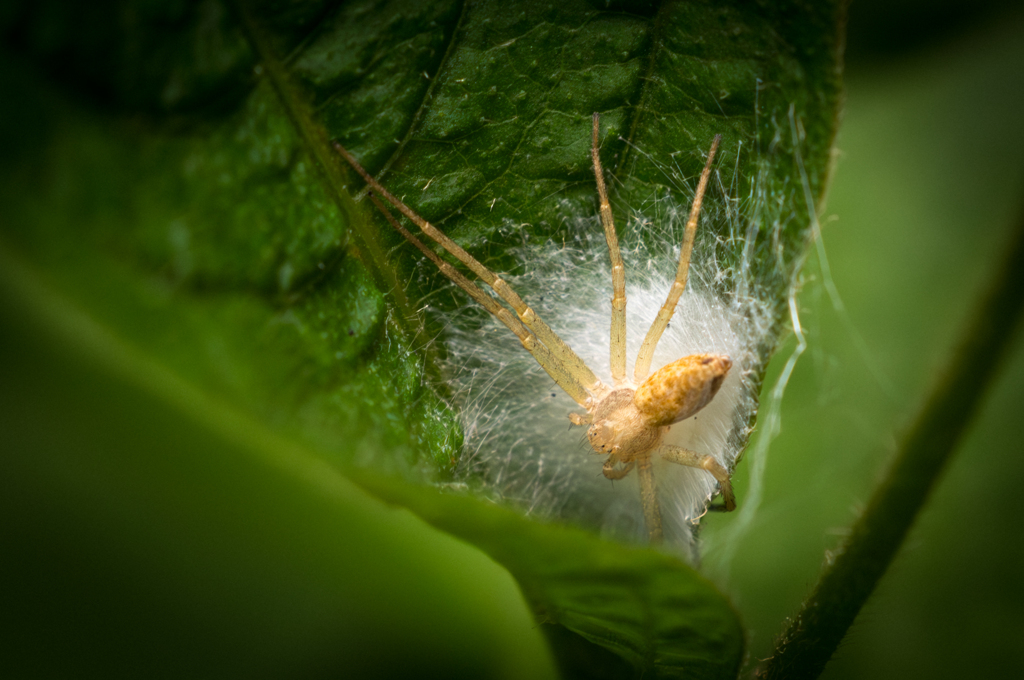 SPIDER SPIN
