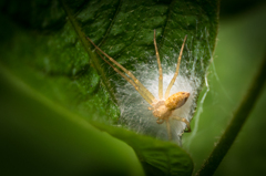 SPIDER SPIN