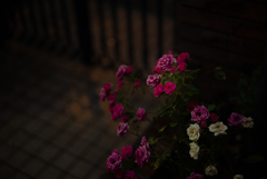 Grain