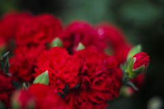RED SHADOW
