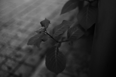 紫陽花狂