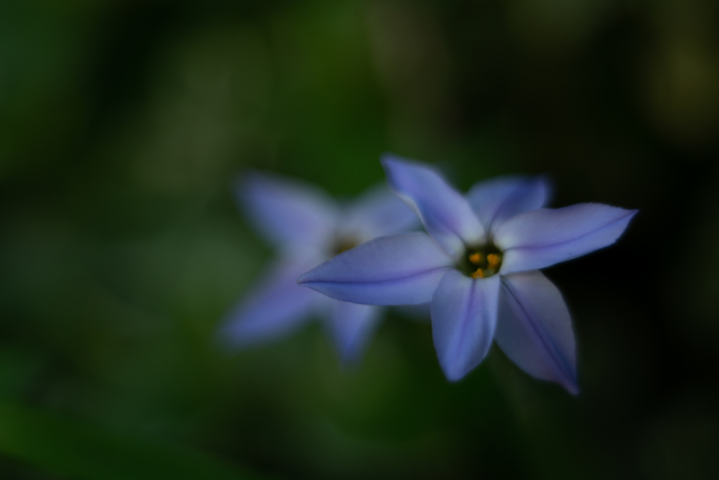 蕩花
