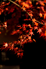 JAPAN-MAPLE RUSH 12  〜OUT of FOCUS〜