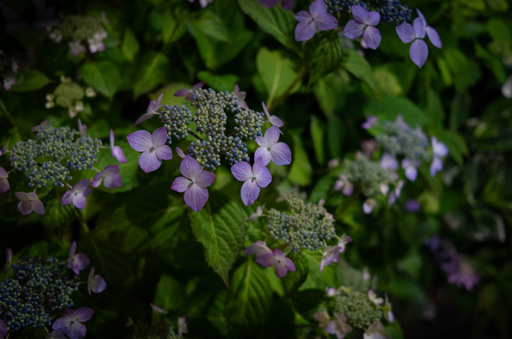 hydrangea X2
