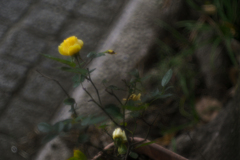 開放の rose yellow