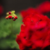 Geranium Star
