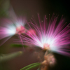 合歓ノ花