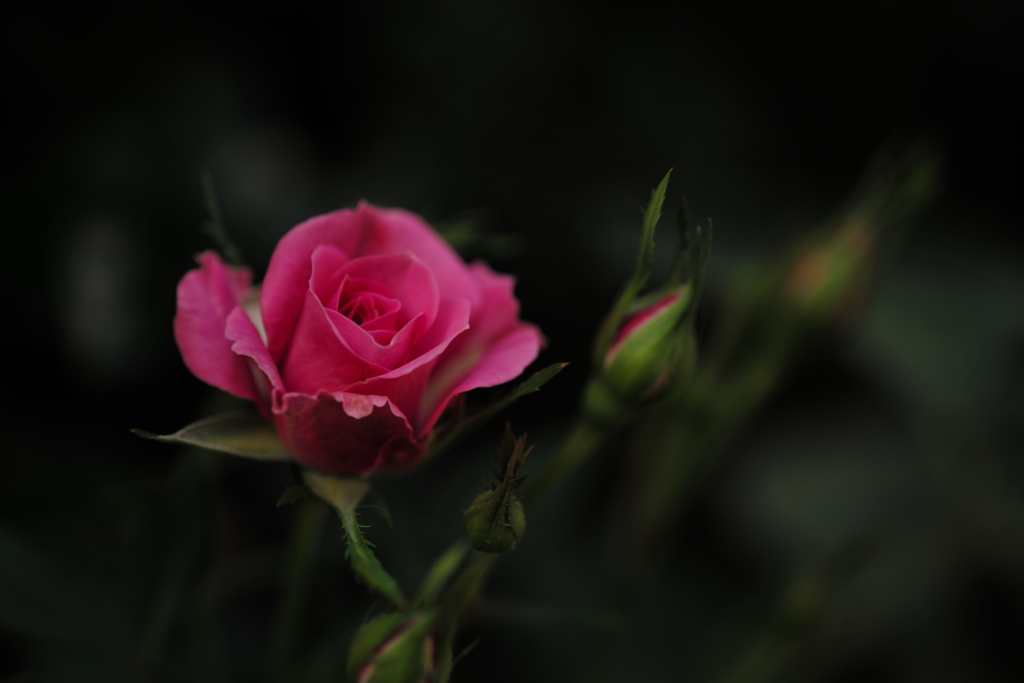 薔薇三態　　弐