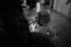rain