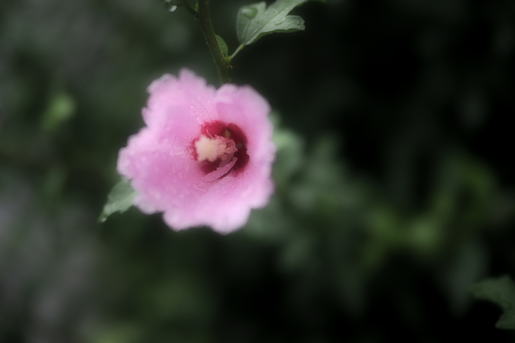 小雨ノ散歩　　其ノ弍