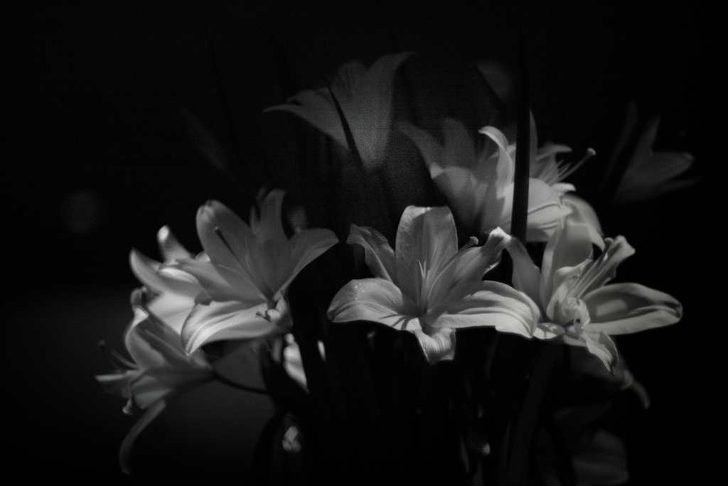 SUMMILUX LILIES