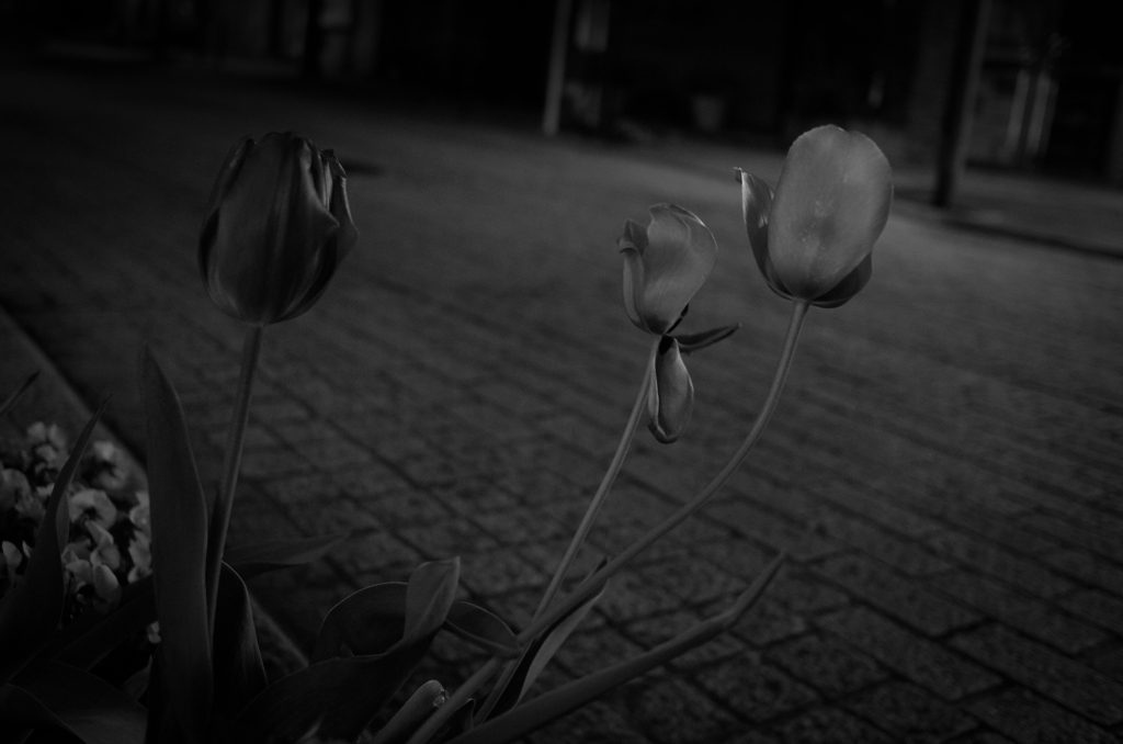 X2 tulip