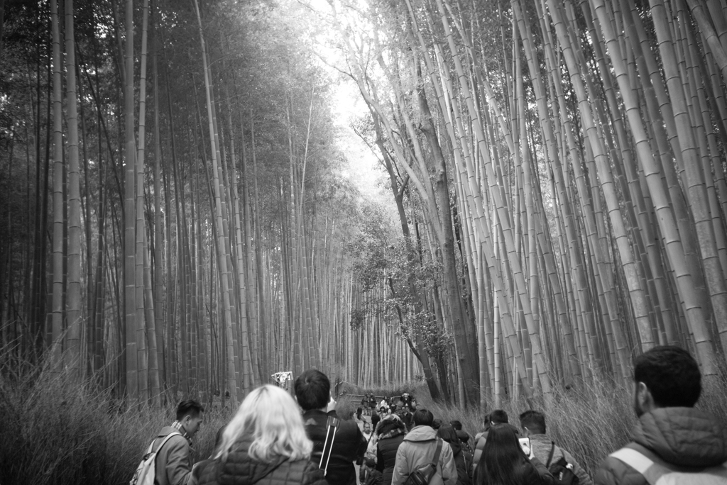 The Way of The Bamboo Forest