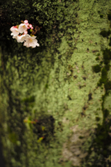 断崖に桜