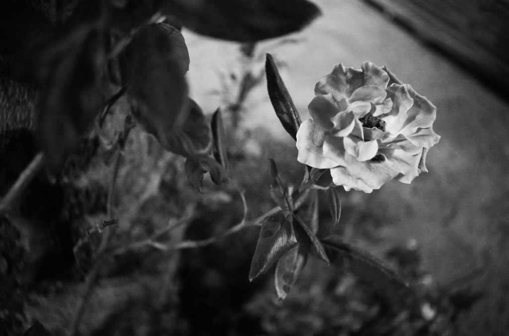 a rose