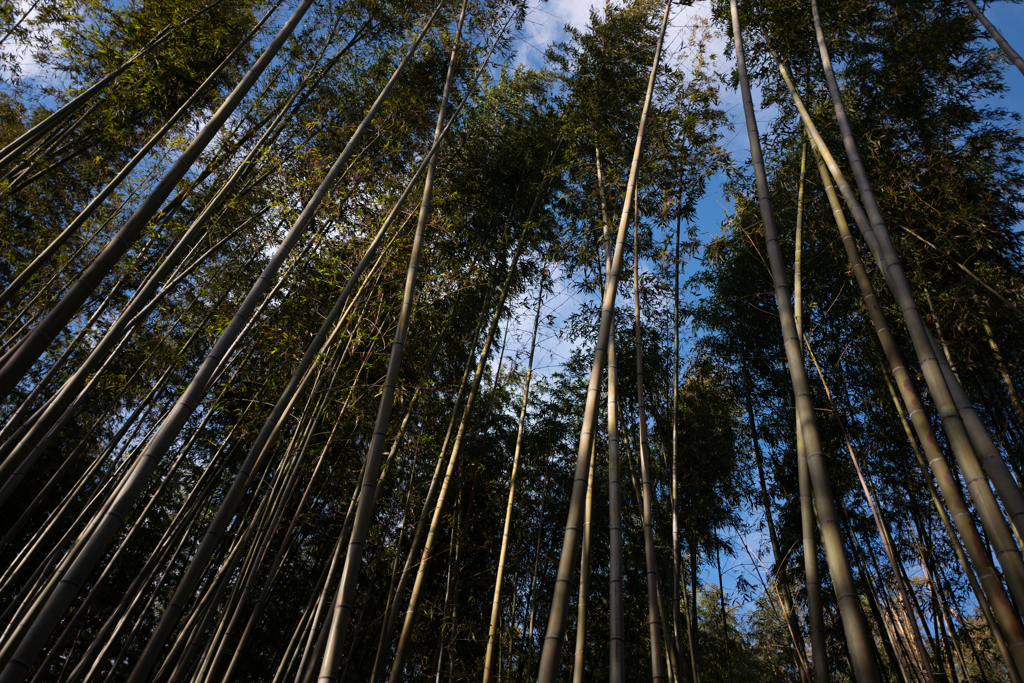 嵐山・竹林狂
