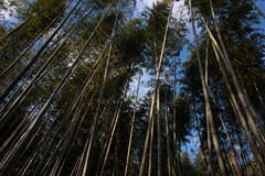 嵐山・竹林狂