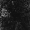 薔薇狂