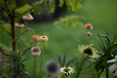 SUMMILUX FLOWER