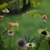 SUMMILUX FLOWER
