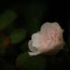 Larme