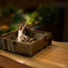 舞茸