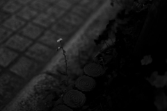 春紫苑狂