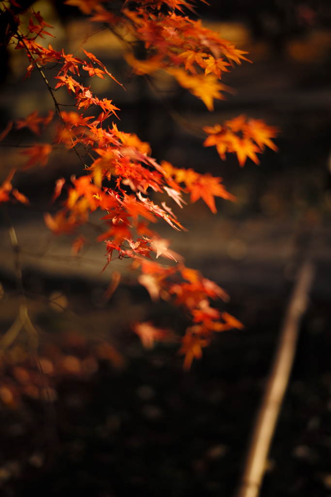 JAPAN-MAPLE RUSH ５