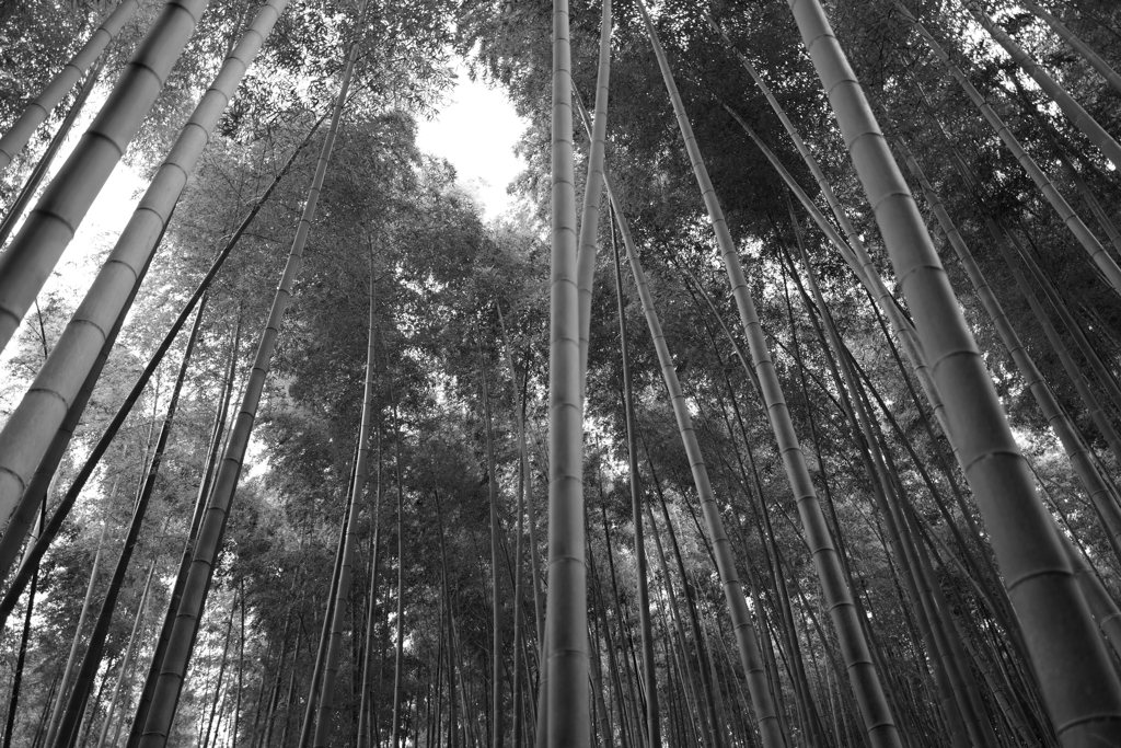 嵐山・竹林