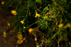 Dyssodia Soul