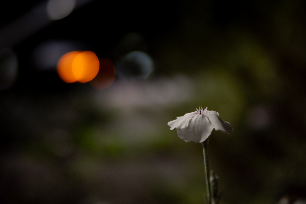Love's OM-1