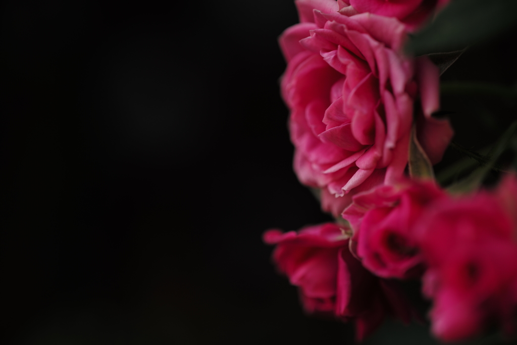 薔薇三態　参