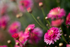 MACRO-SWITAR LOVE