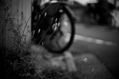 自転車に長実雛罌粟