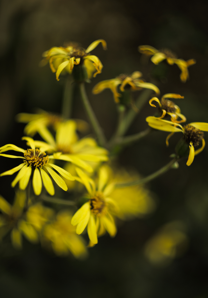 Macro Lady Ⅱ