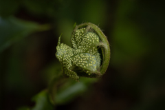 Disease （ 閲覧注意、かな？）