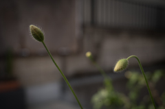 Spring has come^^