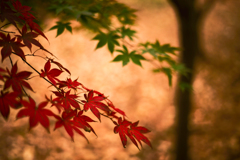 LOVE SUMMILUX