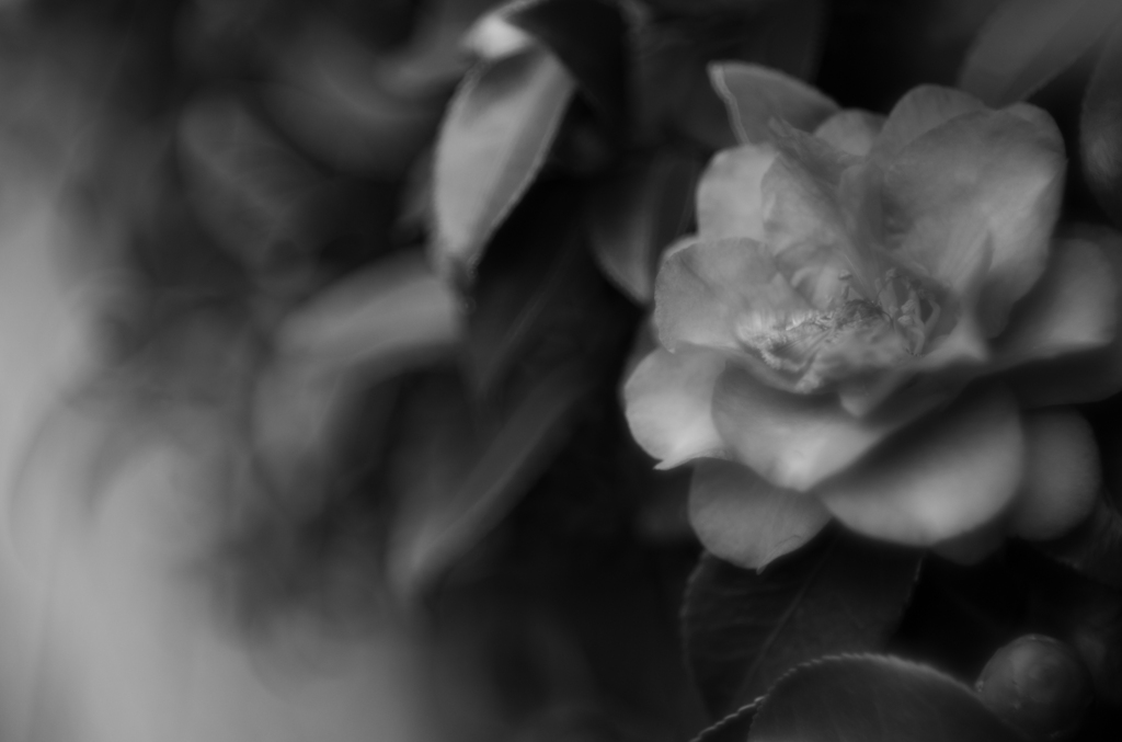 　a camellia & the moth　