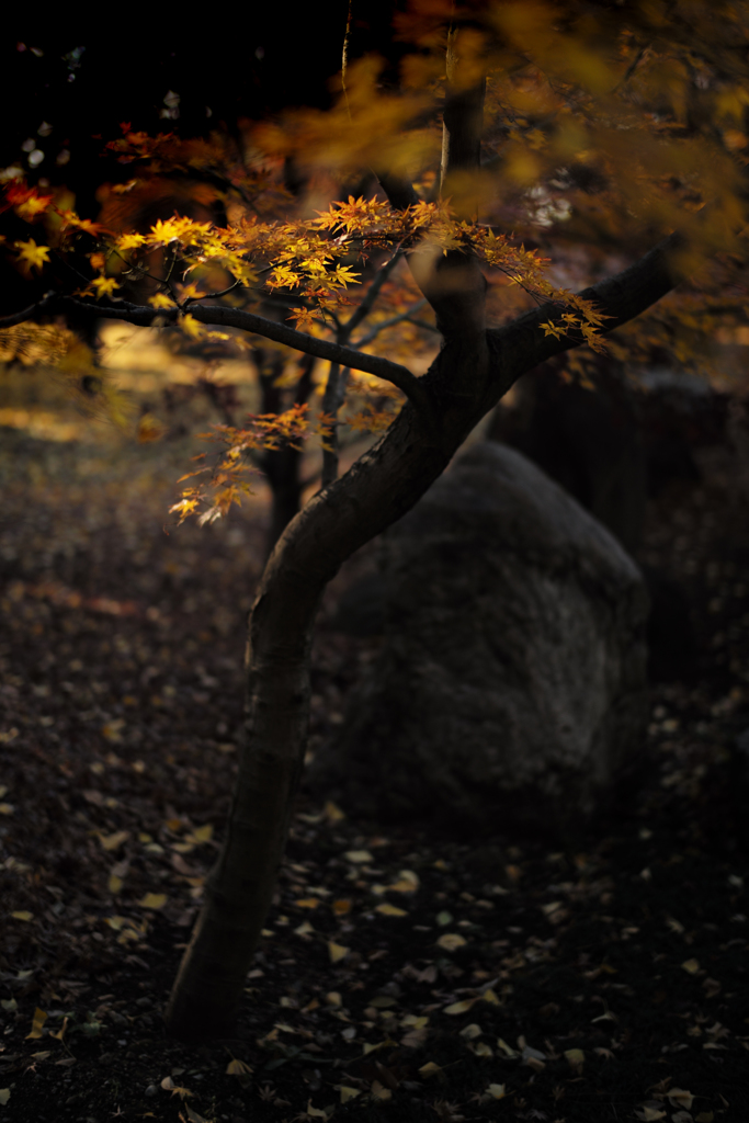 SUMMILUX STAR