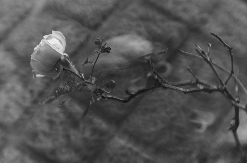薔薇狂